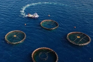 Doğu Karadeniz'den 29 ülkeye su ürünü ihracı