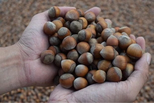 Doğu Karadeniz’in fındık ihracatı ilk çeyrekte 378,9 milyon dolara ulaştı