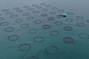 Doğu Karadeniz'in su ürünleri ihracatı 48 milyon dolara dayandı