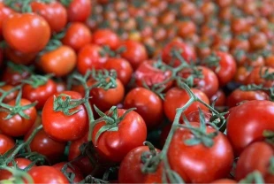 Domates ihracatında güçlü seviye korundu: Türkiye 2025’te 401 milyon dolarlık satış yaptı