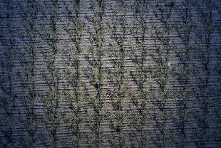 Don riski kapıda: Üreticiye önemli tavsiyeler