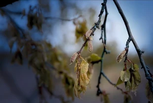 Don vuran üreticiye toplam destek 20,4 milyar liraya ulaştı