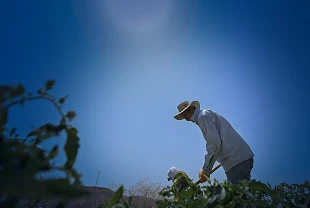 Dünya Meteoroloji Örgütü uyardı: 1 milyardan fazla kişinin geçim kaynağı tehdit altında