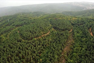 Dünya orman kaybederken Türkiye kazandı: 3,2 milyon hektar arttı