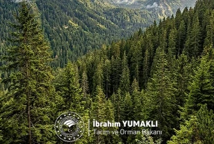 Dünya Ormancılık Günü’nde çağrı: Yeşil vatan korunacak