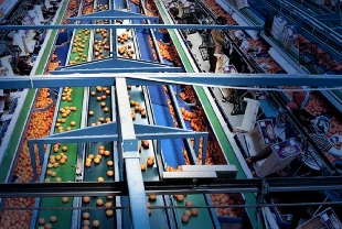 Dünya sofralarını Türk tarım ürünleri donatıyor: 7 üründe dünya lideriyiz