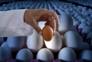 Dünyada 'Kuş gribi' arzı olumsuz etkiledi: Talep Türk yumurtasına döndü! 'İç pazarı koruyalım ama ihracat aksamasın'