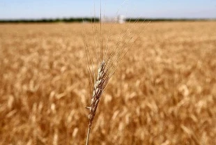 Dünyanın tahıl ambarı Ukrayna'da çiftçiler yeni krizle karşı karşıya