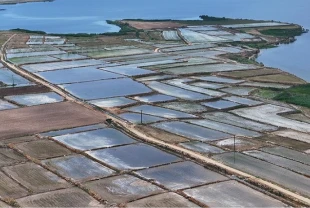 Edirne’de çeltik rekoru: Ekili alan 450 bin dekara ulaştı