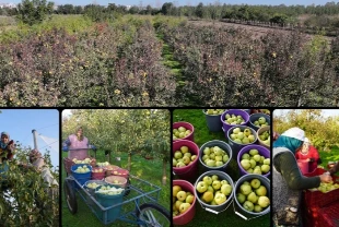 Edirne'de devlet desteğiyle yaygınlaşan meyve bahçeleri çiftçilere alternatif gelir kaynağı oluyor