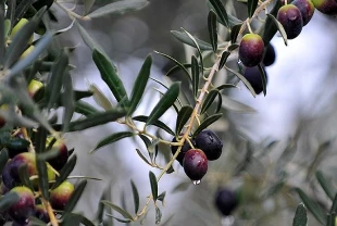 Ege ve Mardin'in ardından zeytinde rota Antalya'ya sıçradı! Verim artımı bekleniyor