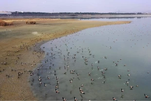 Elazığ'daki Cip Baraj Gölü farklı türde binlerce göçmen kuşu ağırlıyor