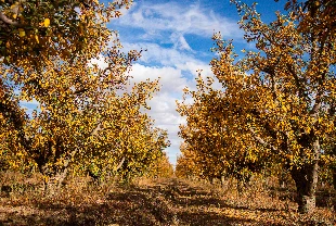 Elma bahçeleri sonbaharın renklerine büründü