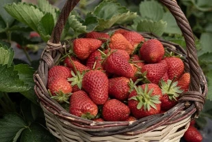 Emiralem çileğinde verim arttı: Hasat gecikti üretim yükseldi