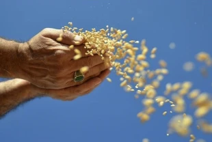 Enerji, gübre ve gıda fiyatlarında Hürmüz riski: FAO’dan sistemik şok uyarısı