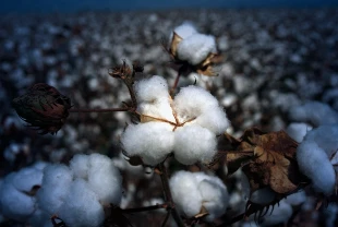 Enerji maliyetleri pamuk fiyatını zirveye taşıdı