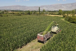 Erzincan'da silajlık mısır üretimi hayvancılığı güçlendirip besiciye kazanç sağlıyor