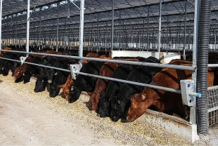 ESK’den besilik hayvan teslimatı açıklaması: 400 bin baş dağıtıldı