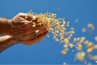 FAO: Hürmüz Boğazı'ndaki kesinti gıda güvenliğini tehdit ediyor