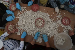 Fasulyelerin genetik mirası korunacak!