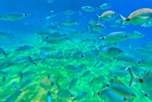Fethiye'nin su altı dünyası dalış tutkunlarını ağırlıyor