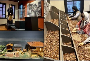 Fındığın bahçeden sofraya yolculuğu müzeye konu edildi