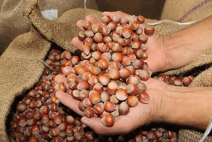 Fındık ihracatında gelir arttı: Kasaya 11 ayda 2,4 milyar dolar girdi