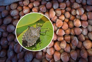 Fındıkta kahverengi kokarca alarmı