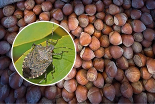 Fındıkta kahverengi kokarca alarmı