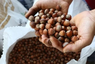 Fındıkta verim için yeni yollar aranıyor! İlk çalışma başladı