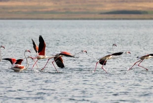 Flamingolar Van Gölü'ne renk katıyor