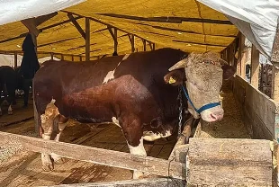 Gebze kurban pazarının yıldızı Şampiyon: 1 tonluk boğaya 420 bin TL fiyat