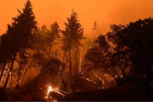 Geçen yılki orman yangınlarının nedeni ortaya çıktı! İklim değişikliği etkisi kanıtlandı