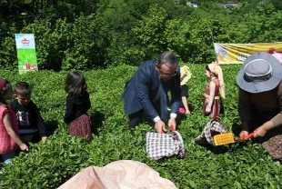 Geleneksel çay hasadı etkinliği düzenlendi