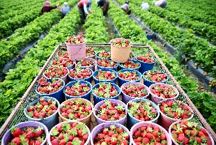 Gıda enflasyonunda çözüm ‘altın üçgen’ modelinde