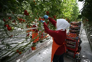Girdi maliyetleri üreticiyi zorluyor! Bölgesel merkez hedefi için destekler sürmeli