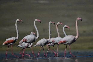Göç eden flamingolara Erçek Gölü ev sahipliği yapıyor