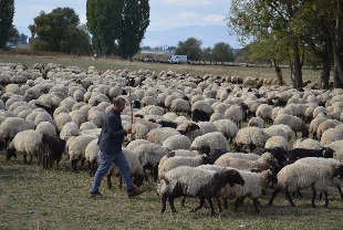 Göçerlerin yaylalardan dönüş yolculuğu başladı