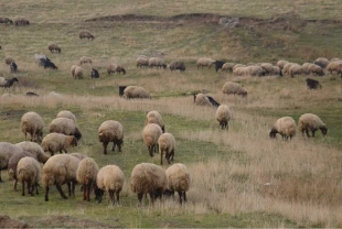 Halk elinde ıslah projelerine 2,7 milyar lira destek: Verimlilik ve yerli ırk koruması güçlendi