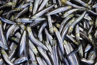 Hamsi 2025 yılında palamuttan tahtını geri aldı