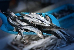 Hamsi ihracatı 11 ayda 14,4 milyon doları aştı: 20 ülkenin sofralarını süslüyor