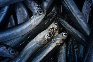 Hamsi ihracatında yeni pazarlar: Bulgaristan, Avustralya ve Suriye