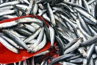 Hamsinin kilogramı 100 liradan satılıyor