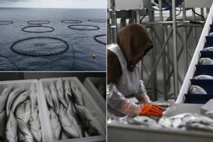 Hatay'da kafeste yetiştirilen balıklar Avrupa ülkelerine ihraç ediliyor