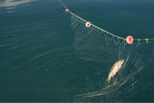 Hayalet ağlar toplanmaya devam ediyor! 5 bin metrelik dev ağ çıkarıldı