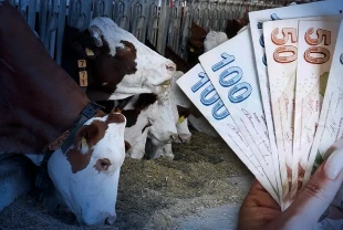 Hayvancılık desteklemelerinde yeni düzenlemeler Resmi Gazete'de