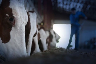 Hayvancılıkta gelecek yıl yetiştiricilere 36,6 milyar liralık destek öngörülüyor!