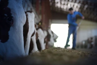 Hayvancılıkta verim ve kalite için 36,6 milyar lira kaynak