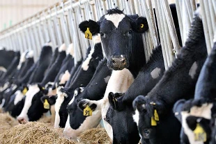 Hayvancılıkta yeni tebliğ: Resmi Gazete'de yayımlandı