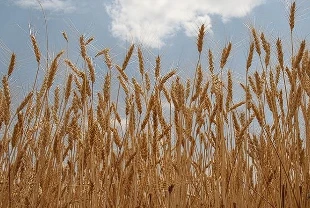 Hububat piyasasında yeni adım: TMO günlük satış modeline geçiyor